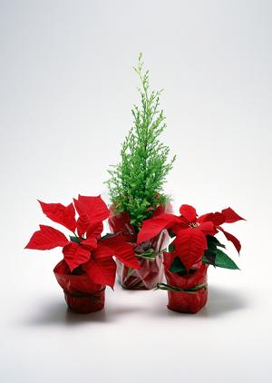 コルトならアルフレックス中古もOKです